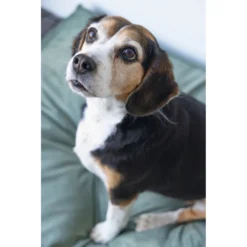 Designed By Lotte Ligkussen Fluweel Nalino Groen -Lief Beest Verkoopwinkel 1017101 3