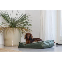 Designed By Lotte Ligkussen Nalino Hond Groen -Lief Beest Verkoopwinkel 1031626 3