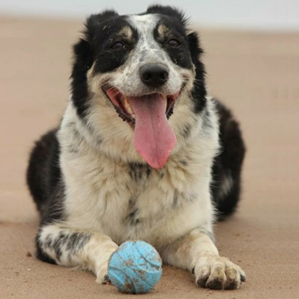 Chuckit! Chuckit Fetch Medley Small 4 Chuckit! Chuckit Fetch Medley Small - Afbeelding 2