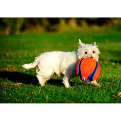 Chuckit! Chuckit Kick Fetch Small -Lief Beest Verkoopwinkel 1033097 3