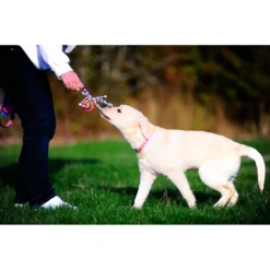 Chuckit! Chuckit Ultra Toss Medium -Lief Beest Verkoopwinkel 1033117 3