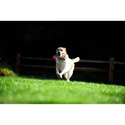 Chuckit! Chuckit Ultra Tug Large -Lief Beest Verkoopwinkel 1033119 4