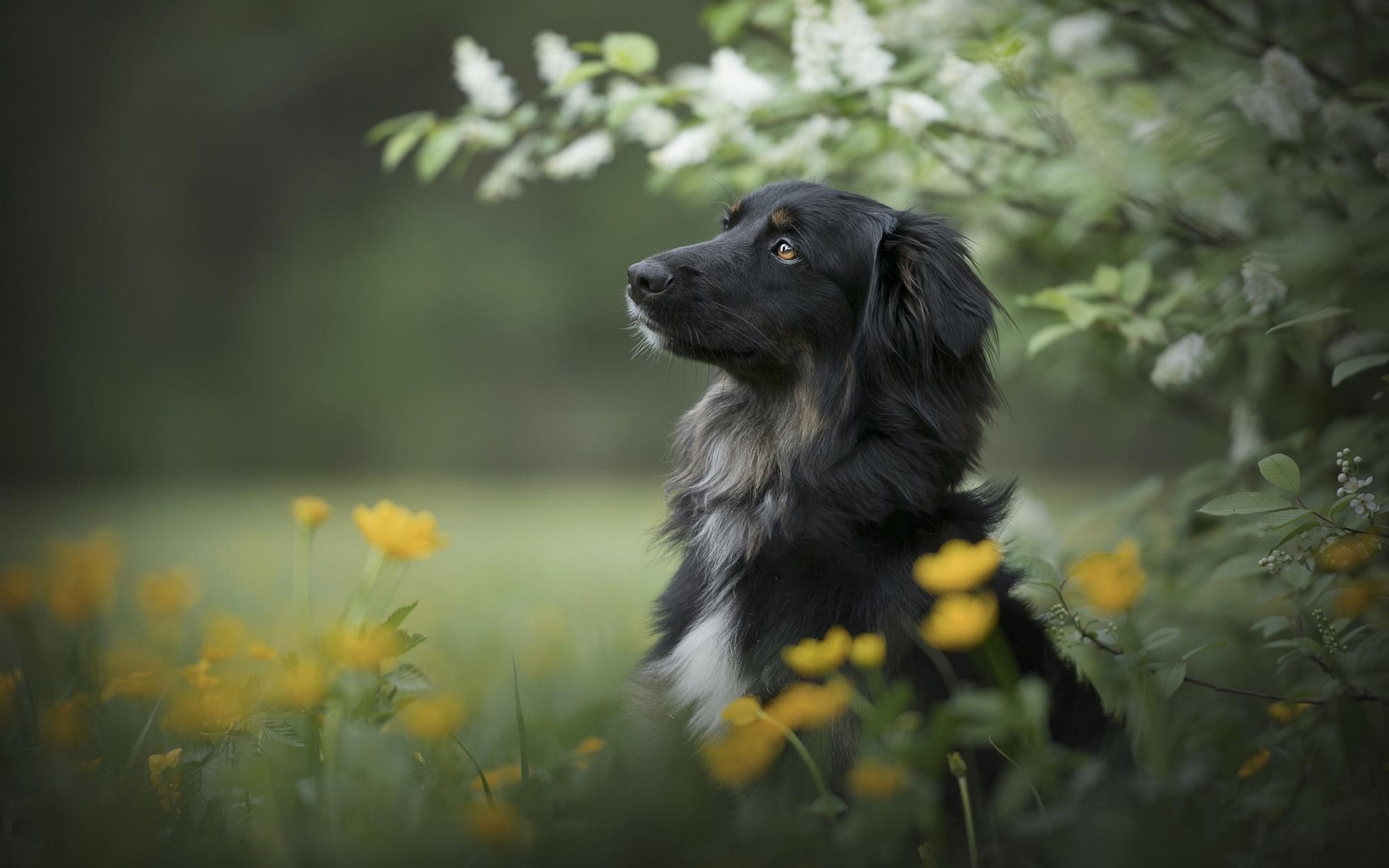 Lief Beest Verkoopwinkel -Lief Beest Verkoopwinkel beautiful black dog in flower field wallpaper